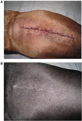 Laser Therapy for Incision Healing in 9 Dogs